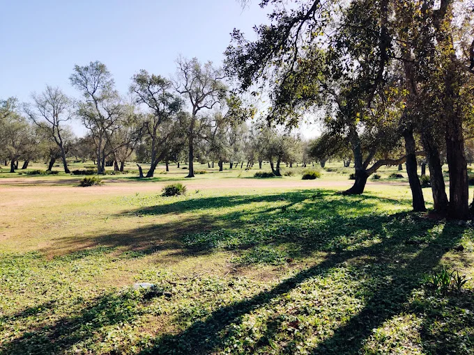 Forêt de Maâmora - photo 2